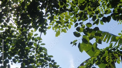 various types of green leaves in Indonesian nature