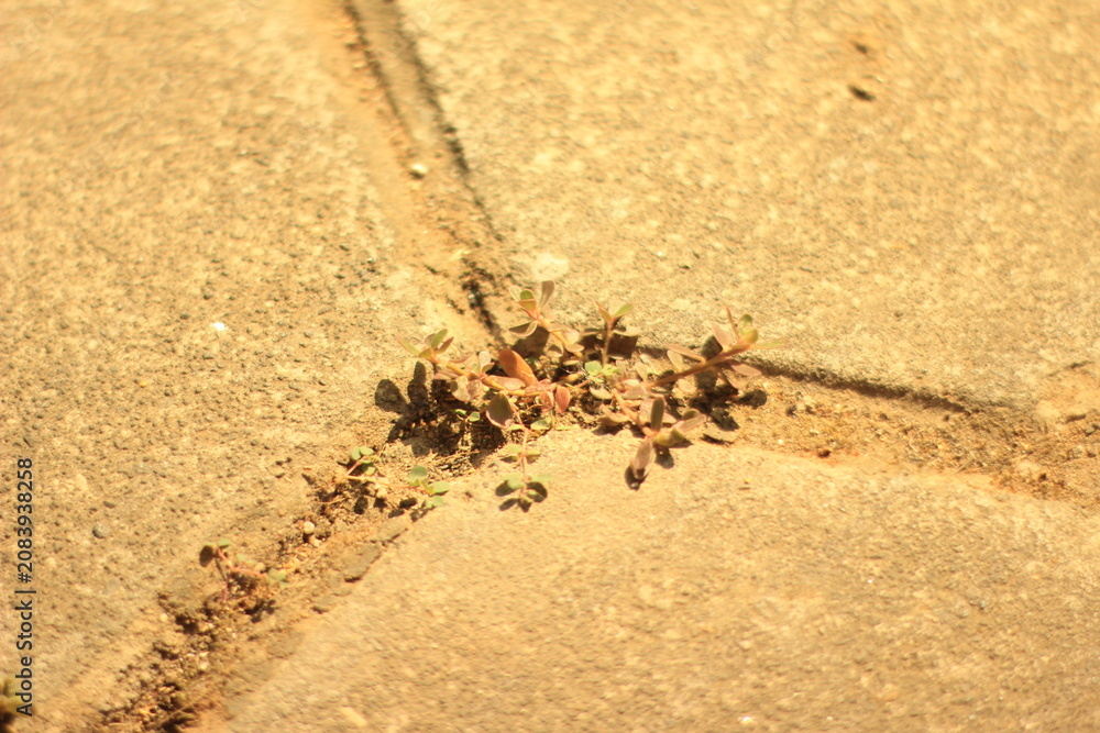 Obraz premium Group of Ants Working in Crack Between Concrete Pavement Stones