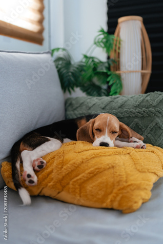 Beagle dog sleeping on the couch