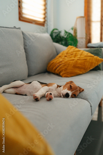 lying on a sofa with a dog