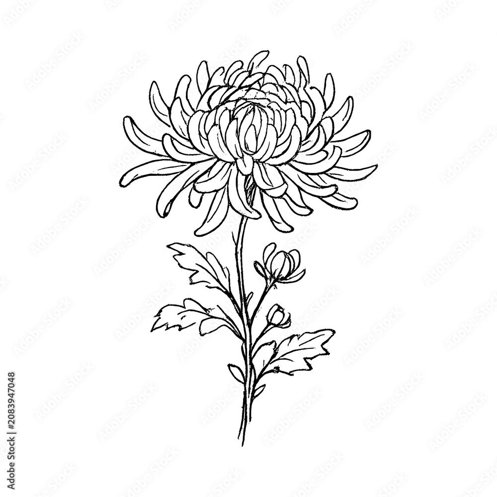 Fototapeta premium PNG Elegant monochrome floral illustration.