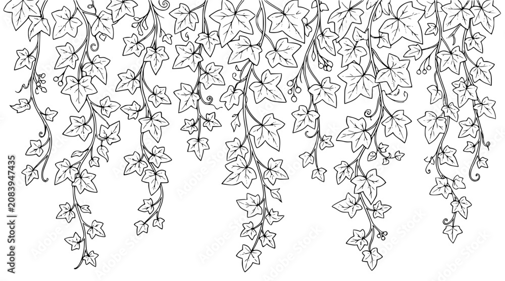 Fototapeta premium Hanging Ivy Vine Border Line Art Illustration for Coloring Page