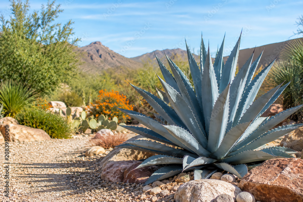 Naklejka premium A large agave plant dominates a desert garden with rocky terrain, surrounded by cacti, shrubs, and distant mountains under a clear blue sky.