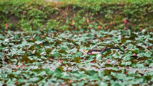 Pheasant tailed jacana moving in water chestnut fields