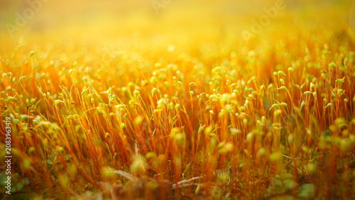 Tableau sur toile Newly sprouted fennel seedlings in golden tone