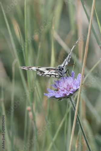Schachbrettfalter