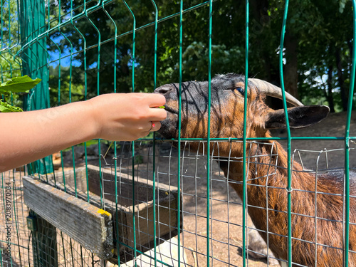 A child feeds a goat with greenery through a mesh fence at the zoo.