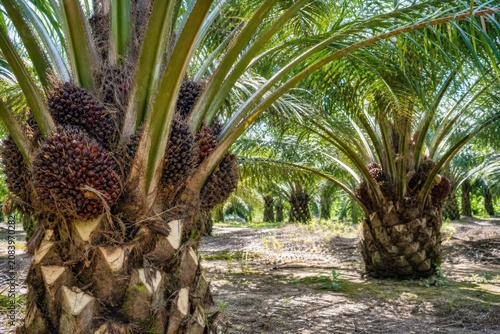 Oil palm tree bearing ripe fresh fruit bunches in a sunny agricultural plantation, representing sustainable agriculture and biodiesel production.