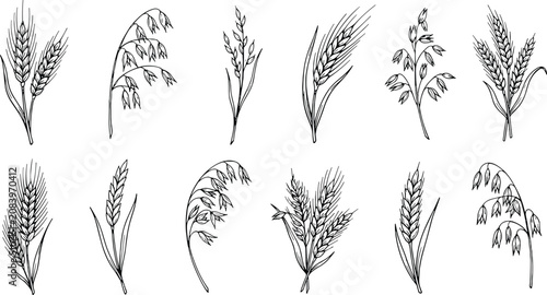 Canvastavla Vintage Hand Drawn Cereal Ears and Grain Stalks Vector Set with Wheat Barley Rye
