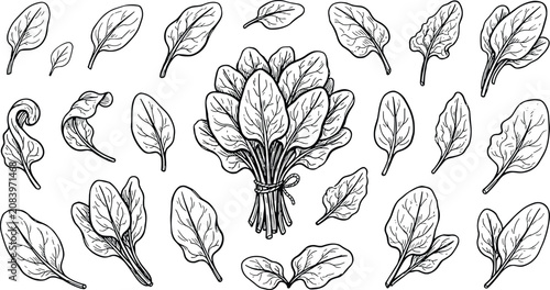 Foto Vintage Hand Drawn Spinach Leaves Vector Set with Fresh Bunch and Scattered Gree