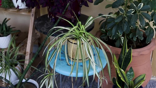 High Angle View of a Spider Plant on a Stool