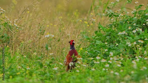 Ring-necked Pheasant male call in the green grass.