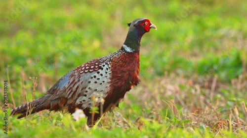 Ring-necked Pheasant male close up with ambient sound of birds and pheasant call.