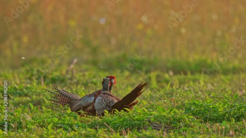 Ring-necked Pheasant male fight 