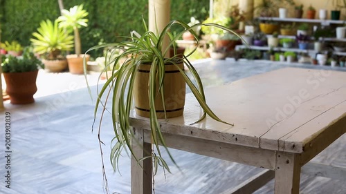 Closeup of a Spiderplant in Pot on a White Table