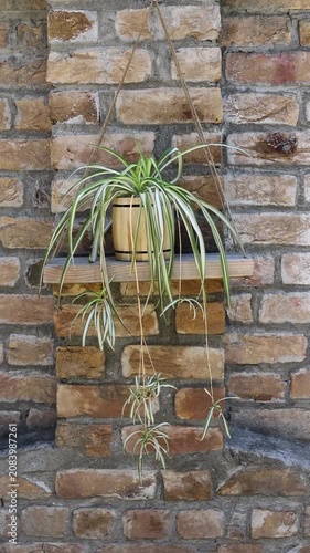 Spider Plant in Wooden Pot Hanging Against Brick Wall
