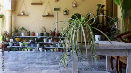 Spider Plant on Table in Home Indoor Garden