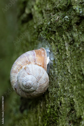 Fotografie roman snail, burgundy snail or escargot (helix pomatia) is doing its dry sleep o