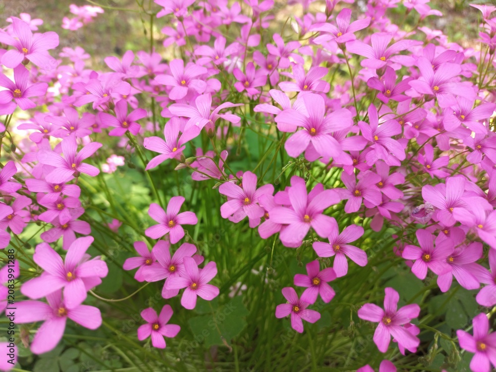 Obraz premium Creeping sorrel flowers
