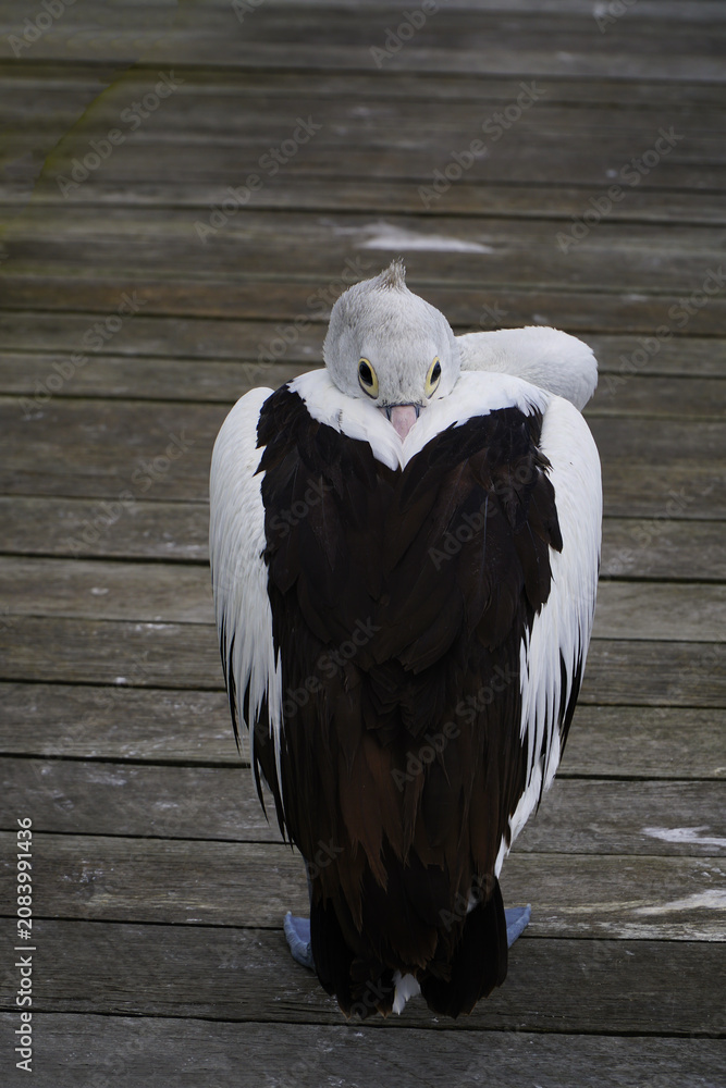 Fototapeta premium A resting pelican perched on wooden pier showing folded wings and head