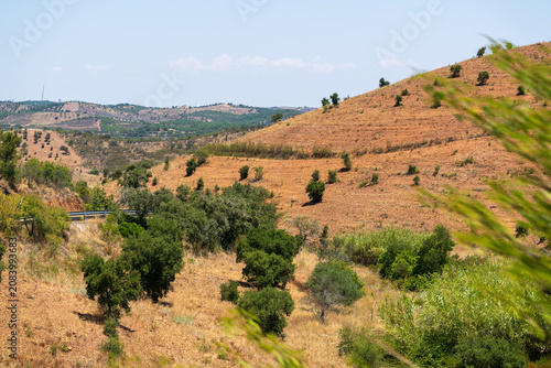 Fotografie Rolling hills of red terracotta soil and golden dry grass dotted with scattered olive trees define a rugged rural landscape