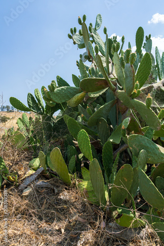 Sprawling prickly pear cactus pads and budding fruits thrive on a dry golden hillside beneath a clear blue sky in southern Portugal.