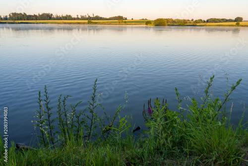 Lush green bankside plants and purple wildflowers frame a calm reflective lake at golden hour across the flat agricultural plains of the Czech Republic. Warm morning light bathes the still water.