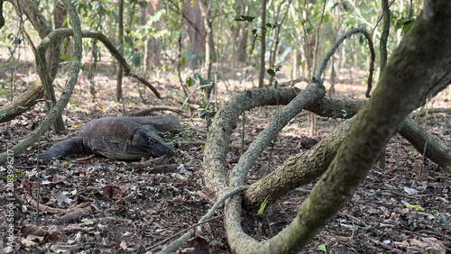 Фотография A large Komodo dragon resting on the forest floor amidst fallen leaves and tangled vines in a natural habitat