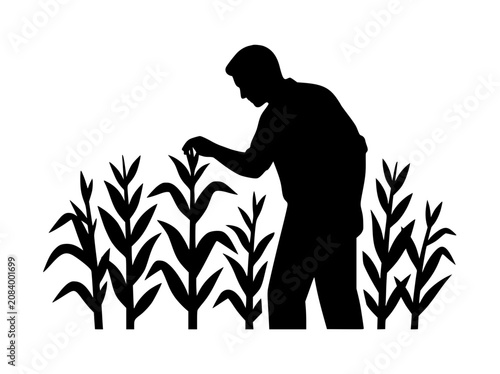 Silhouette of a farmer inspecting corn plants in a field