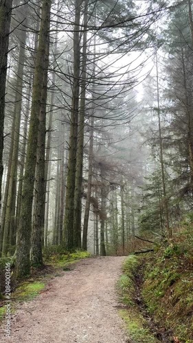 Misty forest trail with tall trees and ferns, Vancouver rainforest