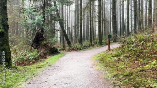Misty forest trail with tall trees and ferns, Vancouver rainforest