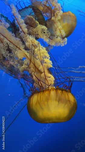 Sea nettle jellyfish floating in deep blue water, aquarium close up