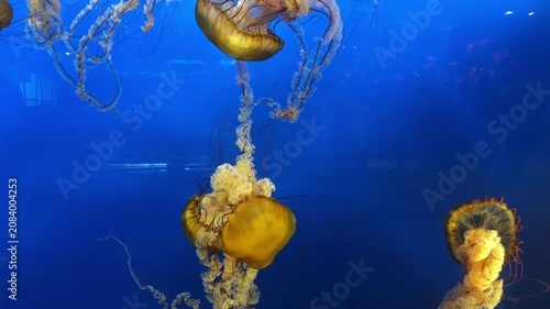 Sea nettle jellyfish floating in deep blue water, aquarium close up