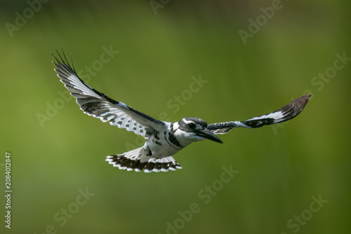 Tableau sur toile The Pied Kingfisher performs its signature hover over a wetland, preparing for an accurate plunge toward unsuspecting fish