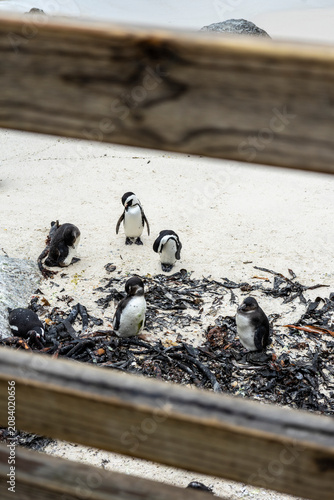 African Penguins at Boulders Beach, South Africa