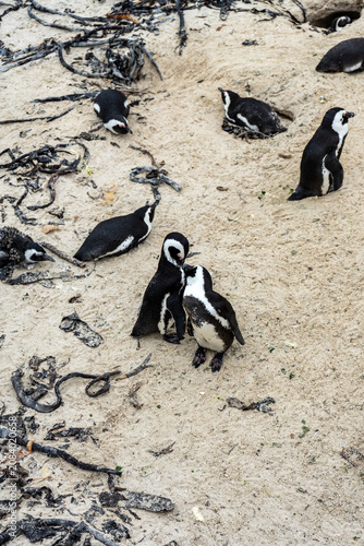 African Penguins at Boulders Beach, South Africa