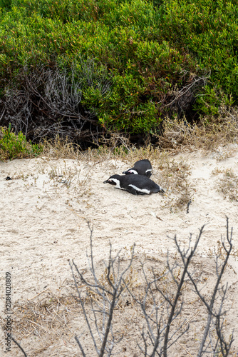African Penguins at Boulders Beach, South Africa