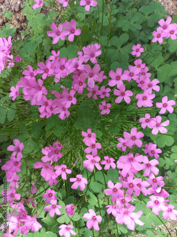 Fototapeta premium Creeping sorrel flowers