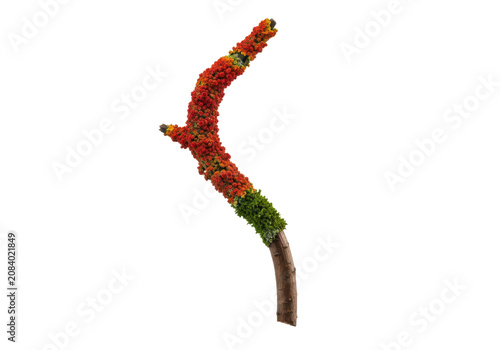 macro photograph of a slender s-curve deciduous twig, upper two-thirds covered in vibrant scarlet granular lichen and deep green moss, isolated on transparent background, concept of perfection nature
