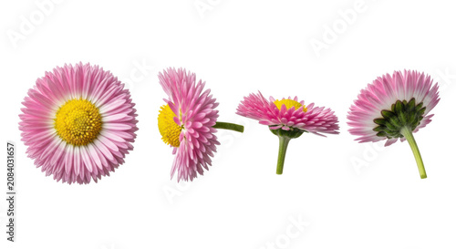 four pink english daisy macro views isolated on a brilliant white high-key background, displaying petal geometry and yellow stamens with ultra-sharp detail. concept of perfection nature and microcosm