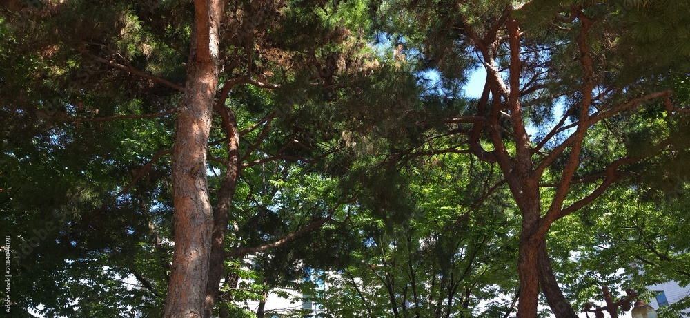Fototapeta premium Beautiful pine tree branches under the warm afternoon sunlight 따스한 오후 햇살 아래 아름다운 소나무 가지들