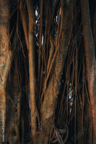 old wood background