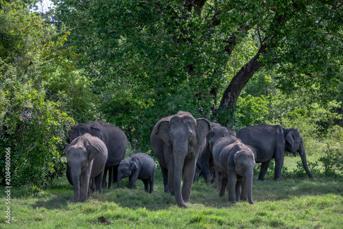 HABARANA, SRI LANKA - JUNE 09, 2026 : A herd of wild elephants emerge from bushland graze on lush grass within Minneriya National Park in central Sri Lanka.