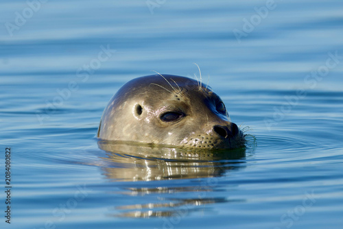Harbor Seal Head Peeking Above Calm Blue Water Surface