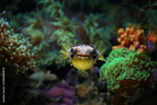 Pufferfish Swimming Among Vibrant Coral Reef in Tropical Ocean