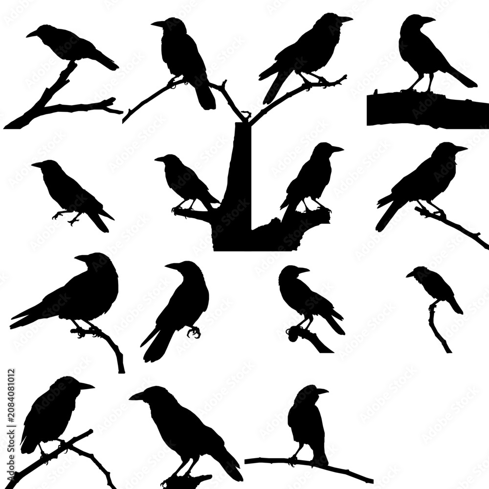 Fototapeta premium Crow Perched Smooth Shape Single Color Wildlife Bird Silhouette
