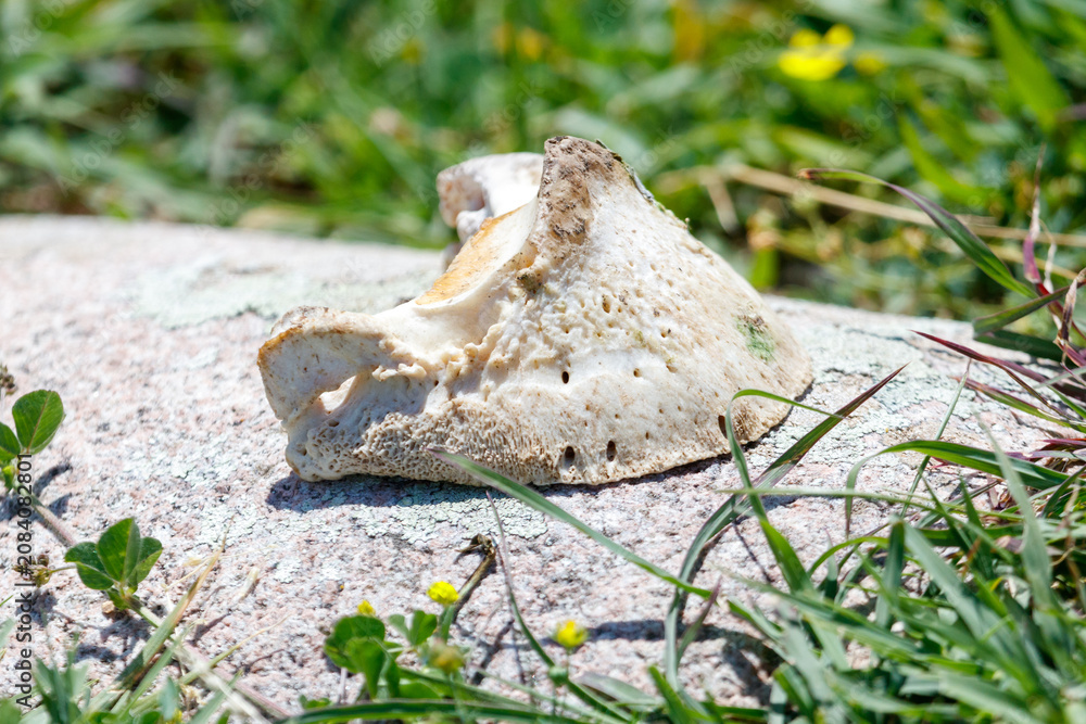 Fototapeta premium Fossilized horse hoof rests on rough stone