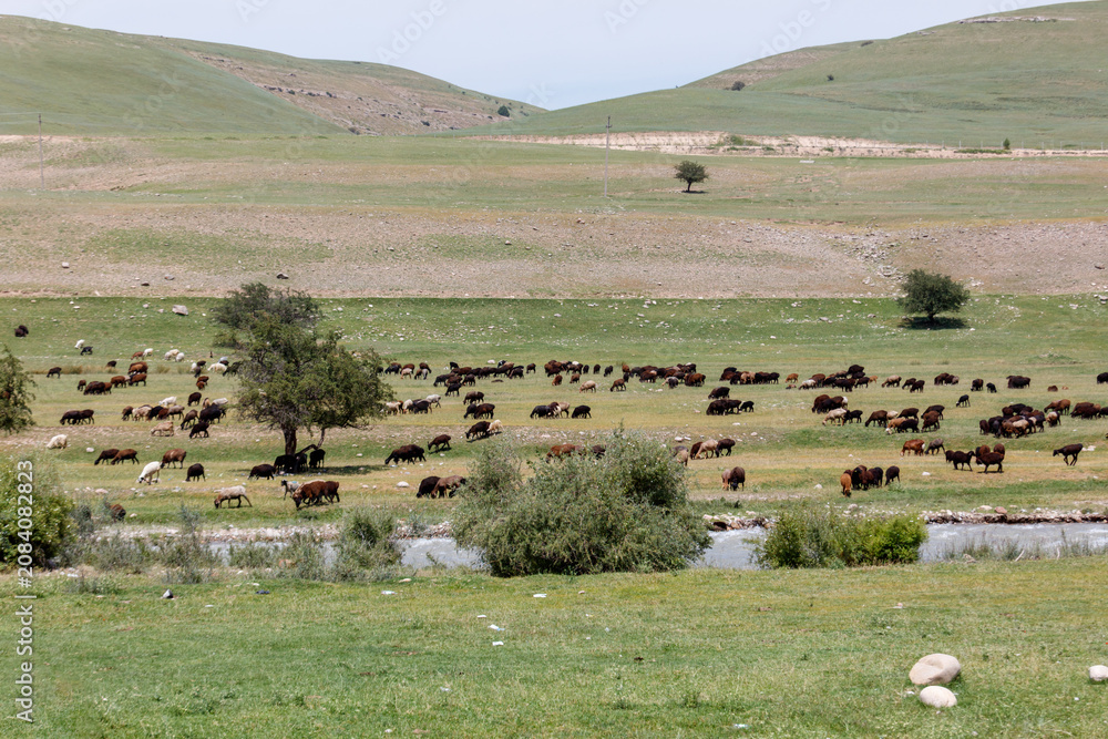 Fototapeta premium Herds of sheep graze across rolling green hills