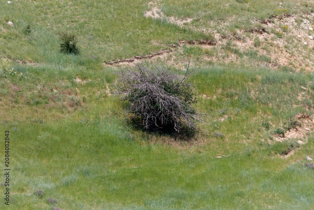 Fototapeta premium Single bush stands in green, grassy field