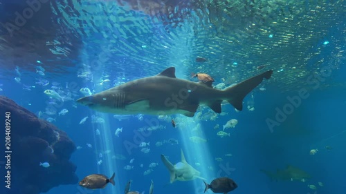 Large majestic shark swimming underwater in a deep blue aquarium surrounded by small schooling fish and beautiful light rays. Marine wildlife predator and ocean life concept.